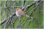 Field Sparrow