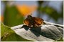 Fiery Skipper