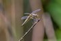 Four-spotted Skimmer