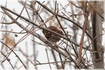 Fox Sparrow