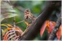 Fox Sparrow