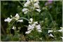 Foxglove Beardtongue