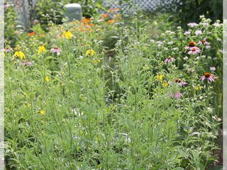 Native Plant Garden