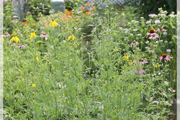 Native Plant Garden