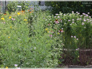 Backyard Garden