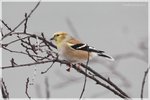 American Goldfinch