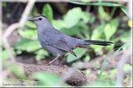 Gray Catbird