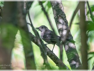 Gray Catbird