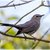 Gray Catbird