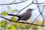 Gray Catbird