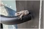 Gray Treefrog