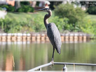 Great Blue Heron