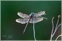 Great Blue Skimmer