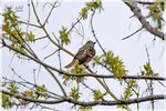 Great Crested Flycatcher