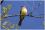 Great Crested Flycatcher