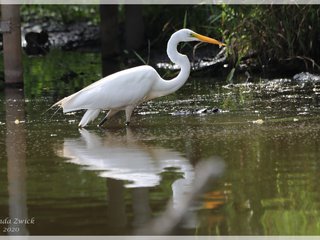 Great Egret