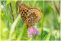 Great Spangled Fritillary