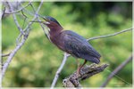 Green Heron