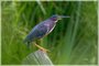 Green Heron