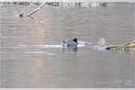 Green-winged Teal