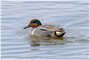 Green-winged Teal