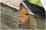 Hackberry Emperor