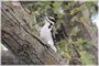 Hairy Woodpecker