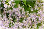 Heart-leaved Aster