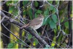 Hermit Thrush