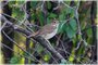 Hermit Thrush