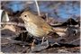 Hermit Thrush
