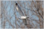 Herring Gull