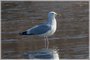 Herring Gull