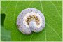 Honeysuckle Sawfly Larva