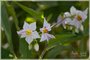 Horse Nettle