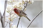 House Finch Male