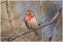 House Finch Male