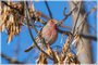 House Finch