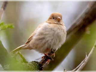 Brown Mutation House Sparrow
