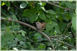 House Wren