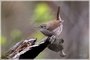 House Wren