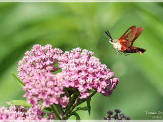 Hummingbird Clearwing on Swamp Milkweed