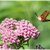 Hummingbird Clearwing on Swamp Milkweed