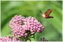 Hummingbird Clearwing on Swamp Milkweed