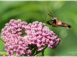 Hummingbird Clearwing on Swamp Milkweed