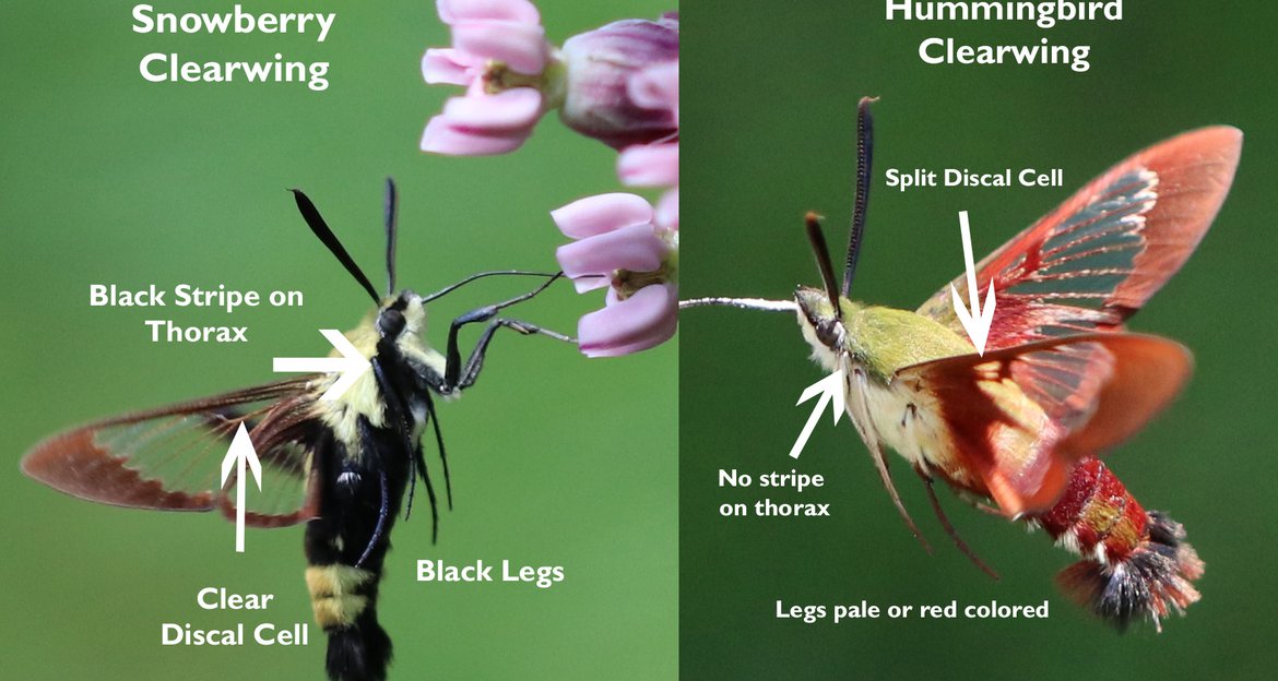 Hummingbird Moth Hummingbird Moth Facts Moths That Look And Sound 