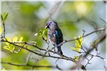 Indigo Bunting