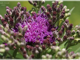 Common Ironweed