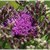 Common Ironweed