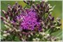 Common Ironweed